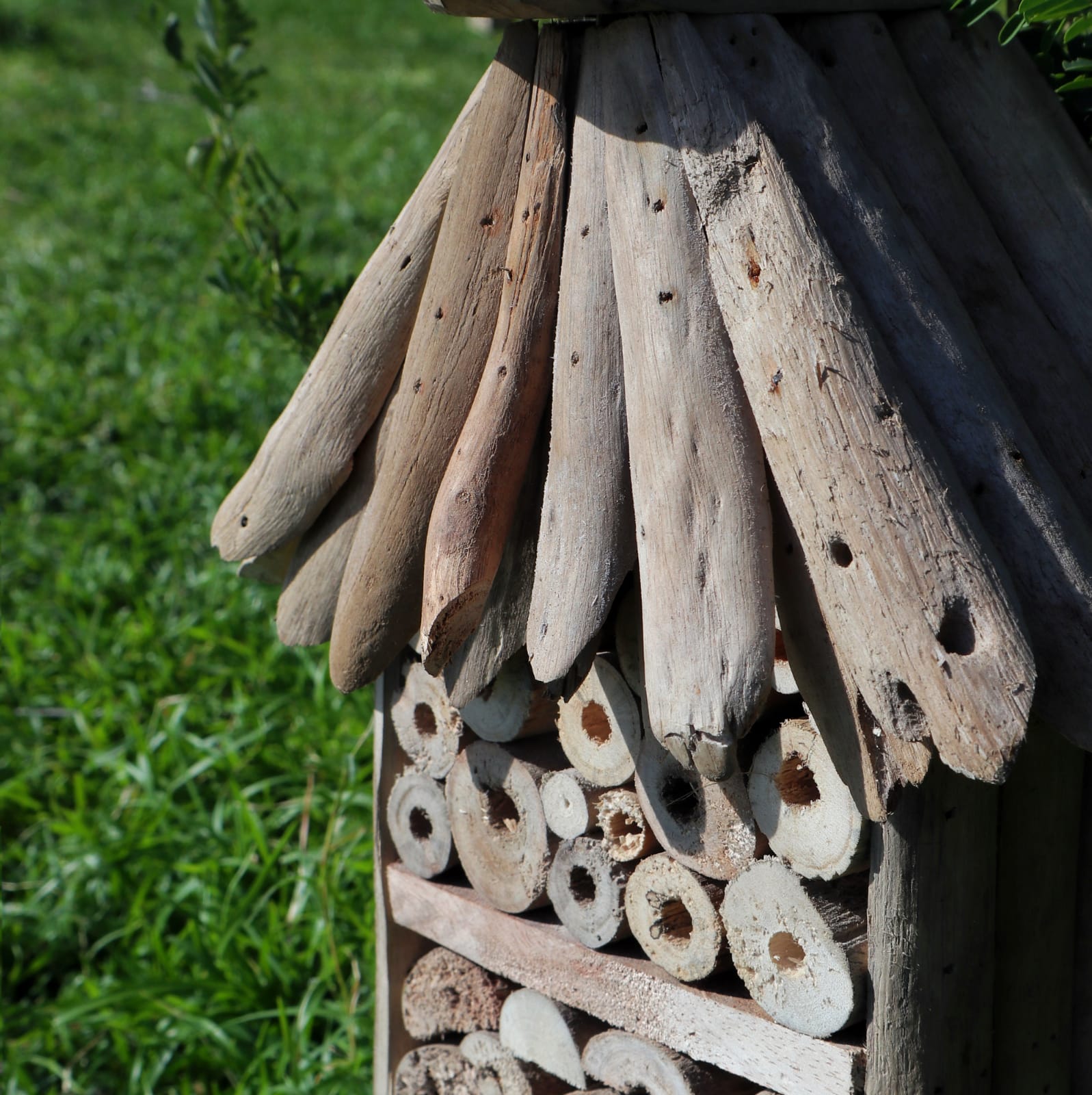 Driftwood Bee & Insect High-rise Box - Image 5