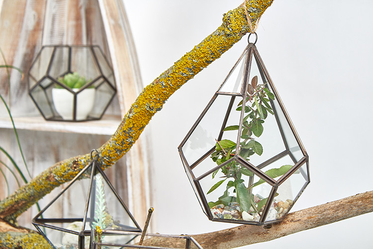 Large Pentagon Glass Terrarium - Image 3