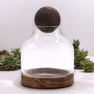 Medium Ball Top Terrarium on Dark Tung Wood