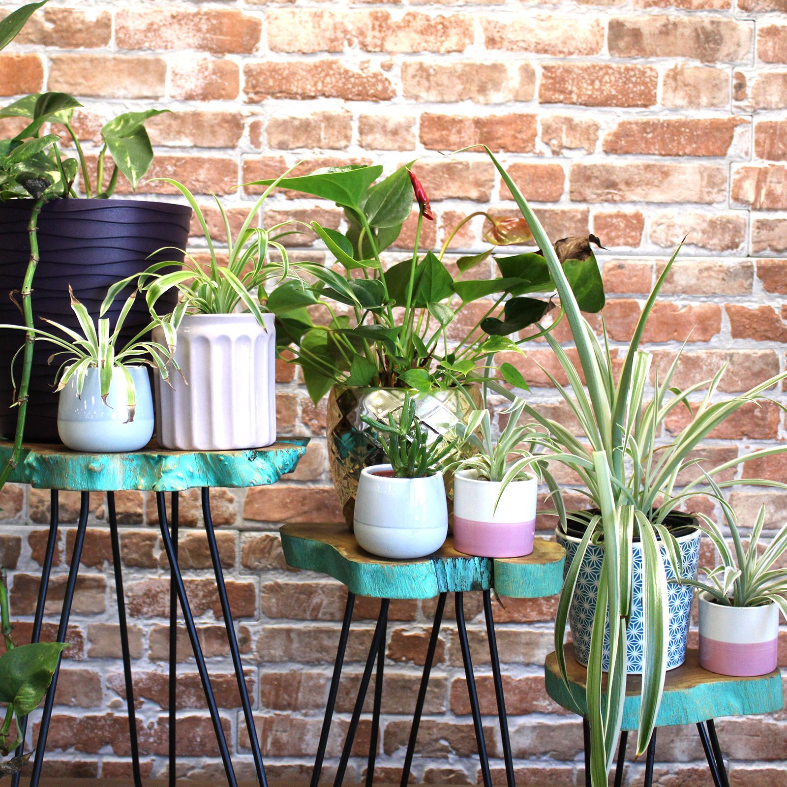 Set of 3 Gamal Wood Plant Stands - Greenwash - Image 5