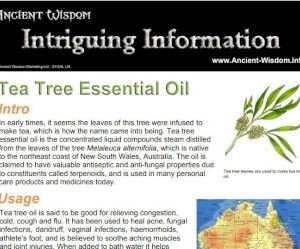 Tea Tree Essential Oil Info